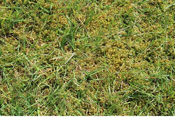 Mos in het gazon voorkomen en verwijderen